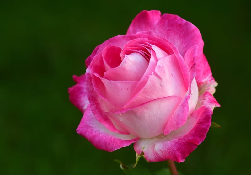 Romantic Rose Bouquet